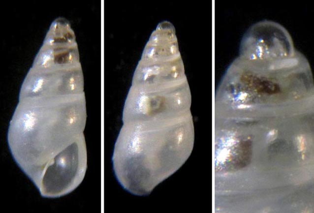 Conferma Odostomia plicata